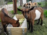 De kune kune biggetjes Jut en Juul samen met de geitjes