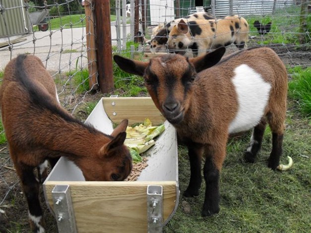 De kune kune biggetjes Jut en Juul samen met de geitjes