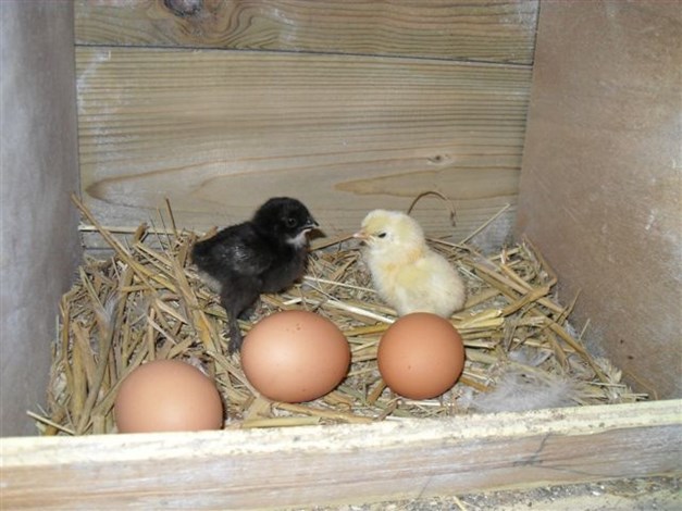 kuikentjes geboren