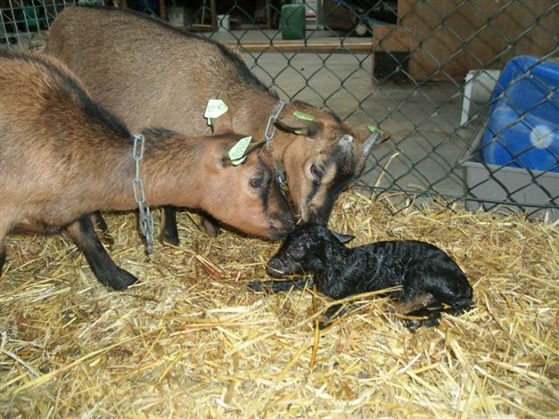 Geitje nr. 3 is `s middags geboren en heet Maaike